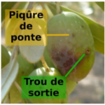 trous mouche de l'olive