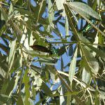 cantharide-feuilles-devoree