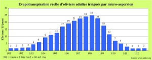 La consommation en eau de l'olivier