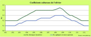 La consommation en eau de l'olivier